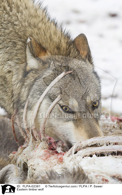 Timberwolf / Eastern timber wolf / FLPA-02381