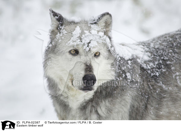 Timberwolf / Eastern timber wolf / FLPA-02387