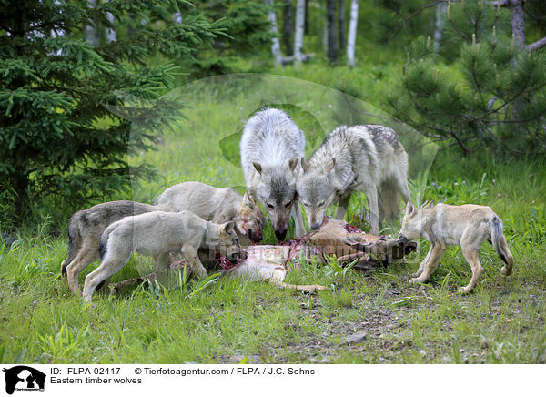 Timberwlfe / Eastern timber wolves / FLPA-02417