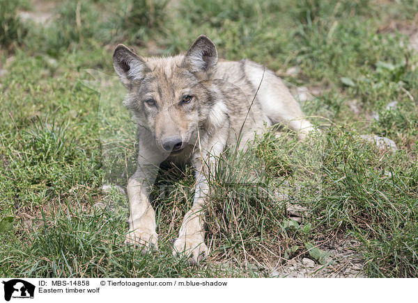 Eastern timber wolf / MBS-14858