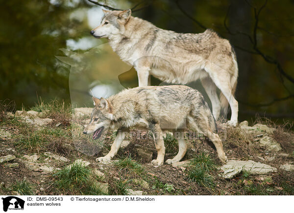 eastern wolves / DMS-09543