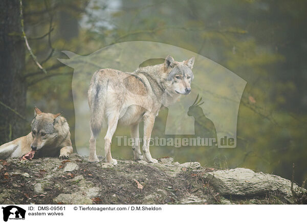 Timberwlfe / eastern wolves / DMS-09561