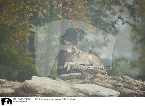 Timberwolf / eastern wolf / DMS-09565