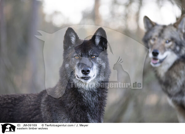 Timberwlfe / eastern timber wolves / JM-09169