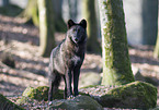 standing timberwolf