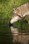 Eastern timber wolf