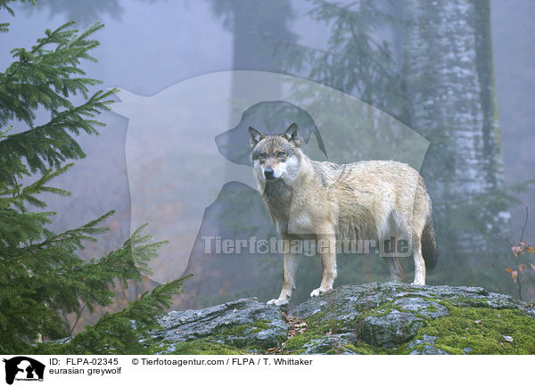 eurasian greywolf / FLPA-02345