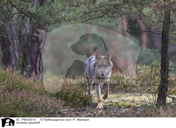 Eurasischer Grauwolf / eurasian greywolf / PW-02015