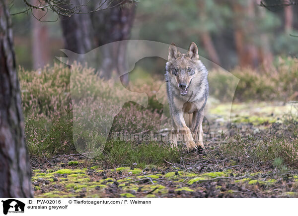 Eurasischer Grauwolf / eurasian greywolf / PW-02016