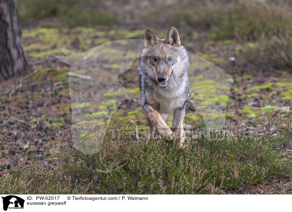 Eurasischer Grauwolf / eurasian greywolf / PW-02017