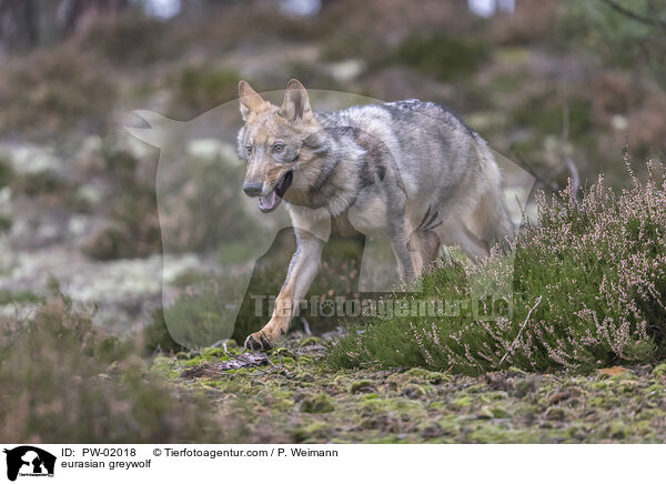 Eurasischer Grauwolf / eurasian greywolf / PW-02018