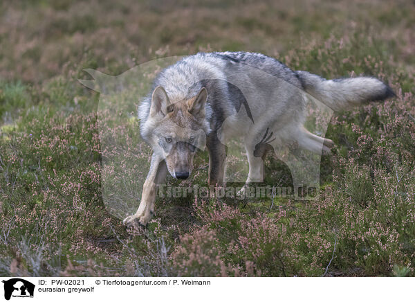 Eurasischer Grauwolf / eurasian greywolf / PW-02021