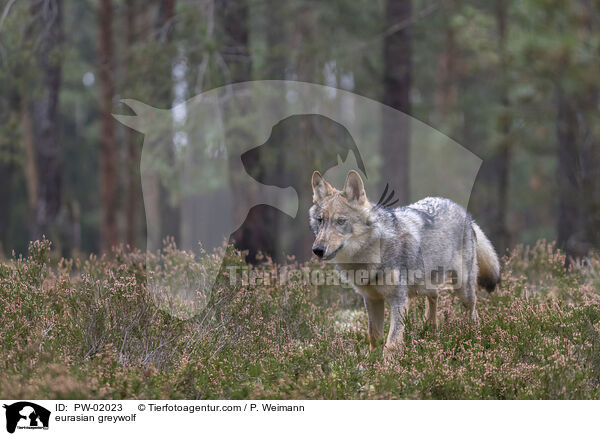 Eurasischer Grauwolf / eurasian greywolf / PW-02023