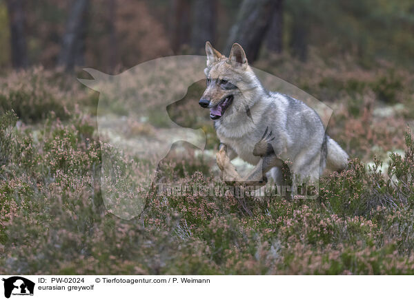 Eurasischer Grauwolf / eurasian greywolf / PW-02024