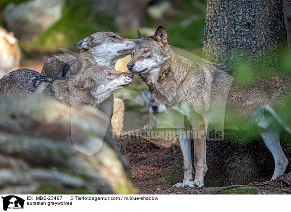 Eurasische Grauwlfe / eurasian greywolves / MBS-23497