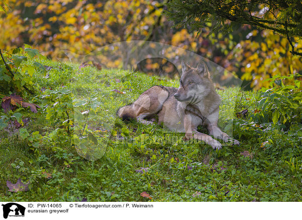 Eurasischer Grauwolf / eurasian greywolf / PW-14065