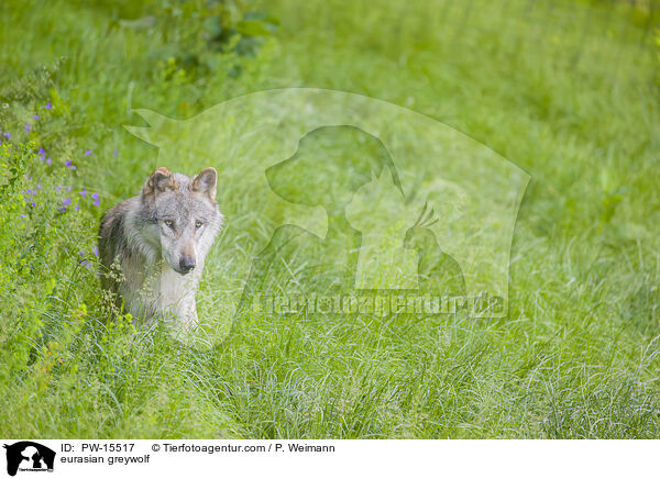 Eurasischer Grauwolf / eurasian greywolf / PW-15517