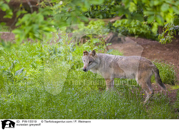 Eurasischer Grauwolf / eurasian greywolf / PW-15519
