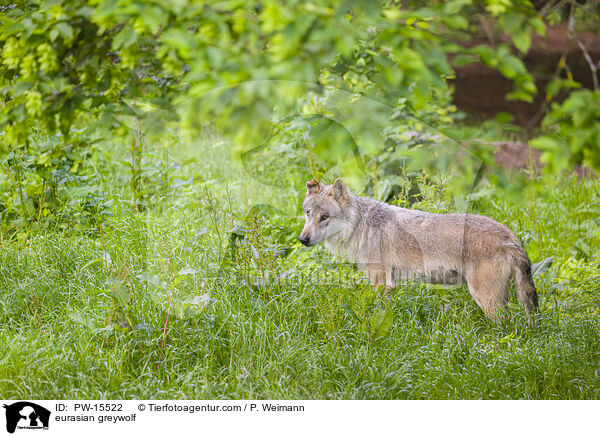 Eurasischer Grauwolf / eurasian greywolf / PW-15522