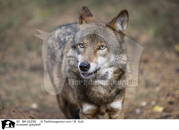 Eurasischer Grauwolf / eurasian greywolf / BK-02256