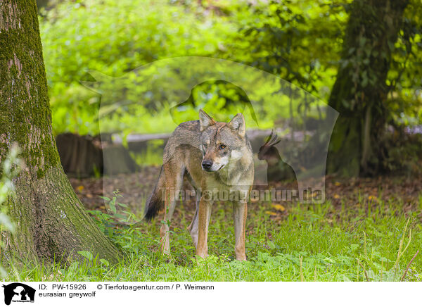 Eurasischer Grauwolf / eurasian greywolf / PW-15926