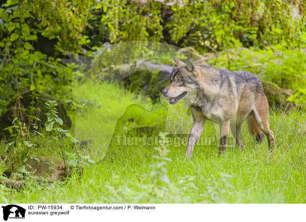 Eurasischer Grauwolf / eurasian greywolf / PW-15934