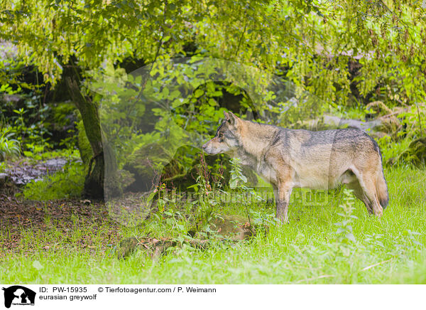 Eurasischer Grauwolf / eurasian greywolf / PW-15935