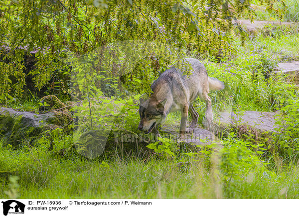 Eurasischer Grauwolf / eurasian greywolf / PW-15936