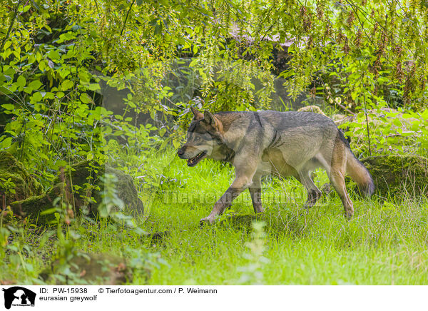 Eurasischer Grauwolf / eurasian greywolf / PW-15938