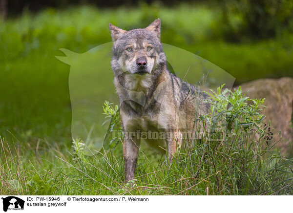 Eurasischer Grauwolf / eurasian greywolf / PW-15946