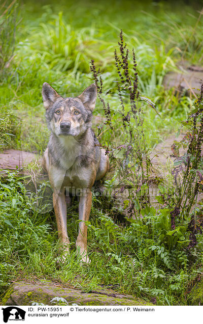 Eurasischer Grauwolf / eurasian greywolf / PW-15951