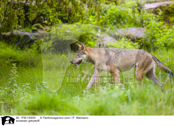 Eurasischer Grauwolf / eurasian greywolf / PW-15954
