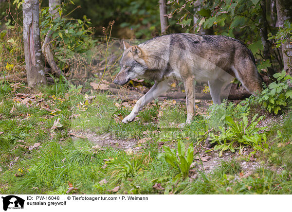 Eurasischer Grauwolf / eurasian greywolf / PW-16048