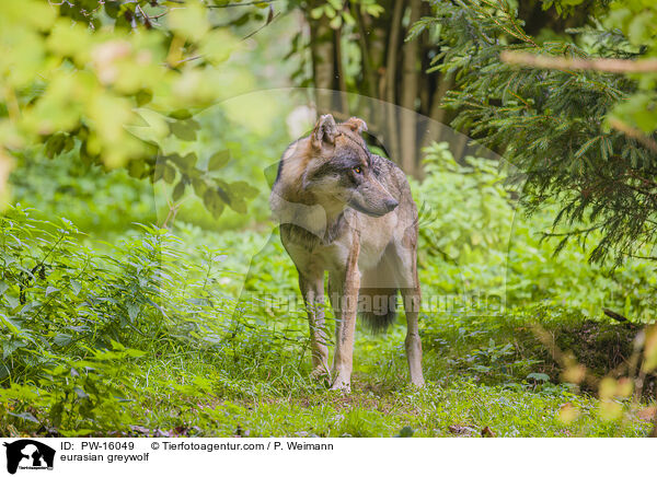 Eurasischer Grauwolf / eurasian greywolf / PW-16049
