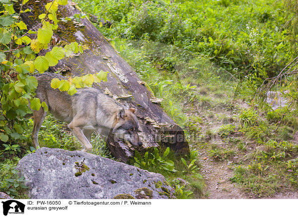 Eurasischer Grauwolf / eurasian greywolf / PW-16050