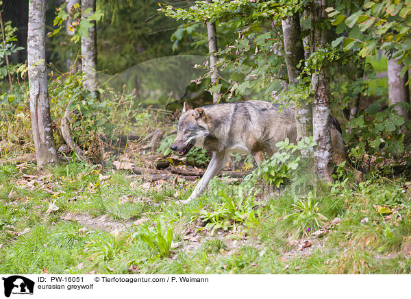 Eurasischer Grauwolf / eurasian greywolf / PW-16051