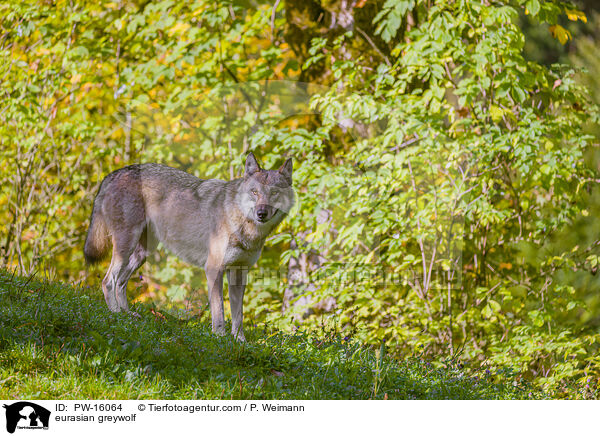 Eurasischer Grauwolf / eurasian greywolf / PW-16064