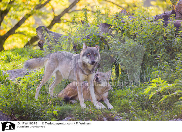 Eurasische Grauwlfe / eurasian greywolves / PW-16079