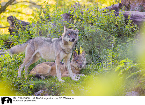 Eurasische Grauwlfe / eurasian greywolves / PW-16080