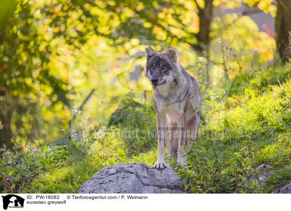 Eurasischer Grauwolf / eurasian greywolf / PW-16082