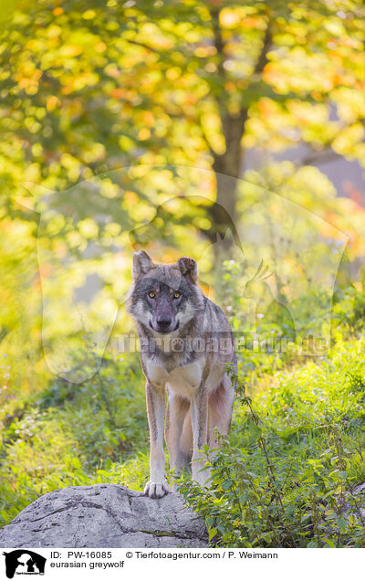 Eurasischer Grauwolf / eurasian greywolf / PW-16085