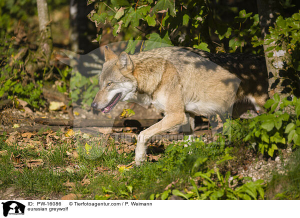 Eurasischer Grauwolf / eurasian greywolf / PW-16086
