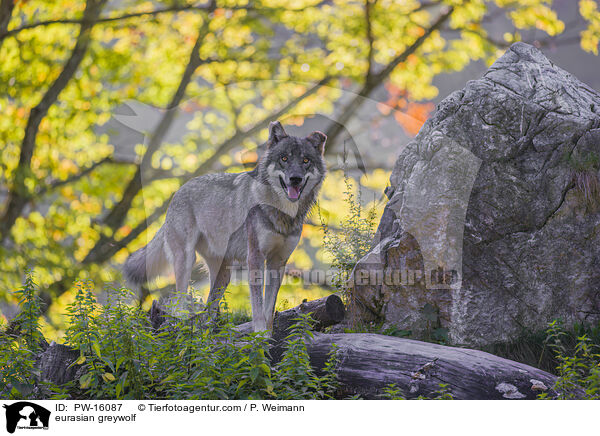 Eurasischer Grauwolf / eurasian greywolf / PW-16087