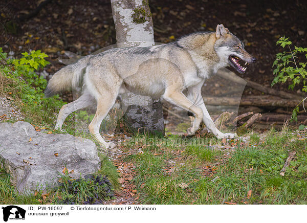 Eurasischer Grauwolf / eurasian greywolf / PW-16097