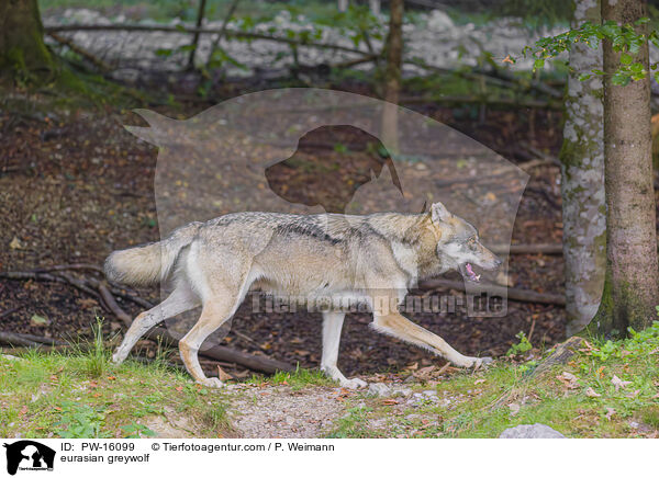 Eurasischer Grauwolf / eurasian greywolf / PW-16099