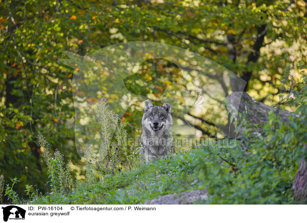 Eurasischer Grauwolf / eurasian greywolf / PW-16104