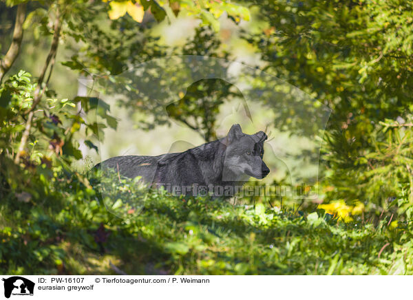 Eurasischer Grauwolf / eurasian greywolf / PW-16107