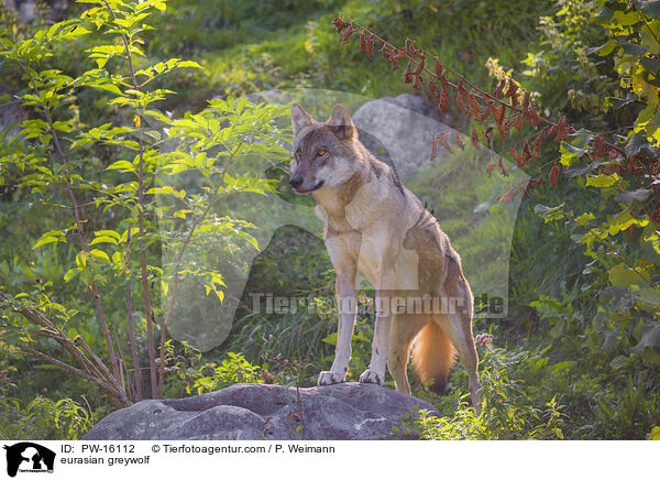 Eurasischer Grauwolf / eurasian greywolf / PW-16112