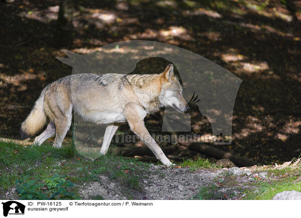 Eurasischer Grauwolf / eurasian greywolf / PW-16125