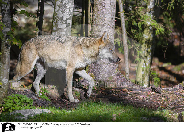 Eurasischer Grauwolf / eurasian greywolf / PW-16127